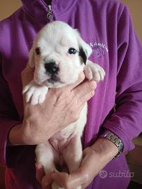 Cuccioli di razza boxer