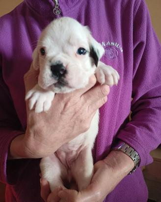 Cuccioli di razza boxer