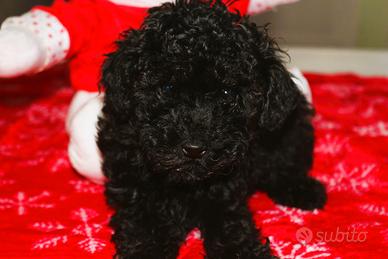 Cucciolo barboncino toy
