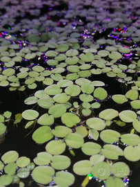 Salvinia Minima