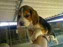 beagle-tricolore