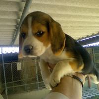 Beagle tricolore