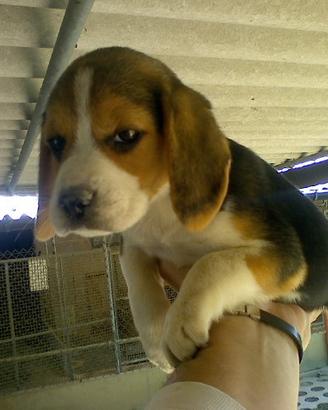 Beagle tricolore