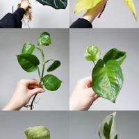Piante da interno/terrario