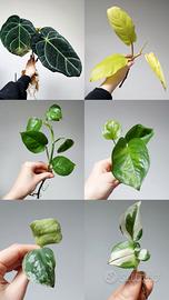 Piante da interno/terrario