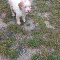 Lagotto romagnolo