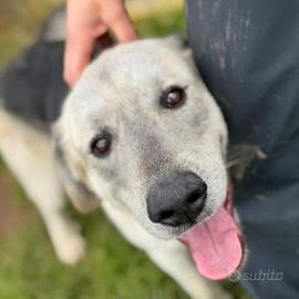 Jazz amorevole cane in adozione