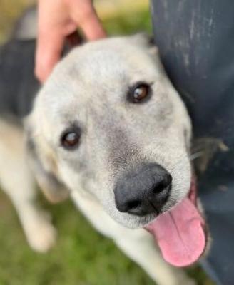 Jazz amorevole cane in adozione