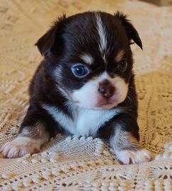 Chihuahua maschio