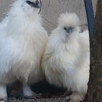 Coppia moroseta bianca zona soave