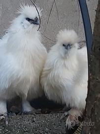 Coppia moroseta bianca zona soave