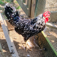Gallo ancona