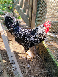 Gallo ancona