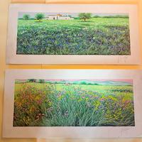 I prati dai mille colori di Franco Azzinari