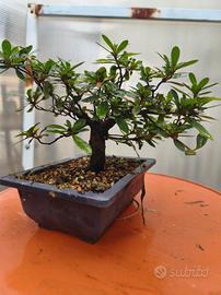 azalea satsuki pre bonsai 