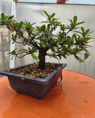 azalea satsuki pre bonsai 