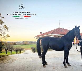 Cavalla murgese