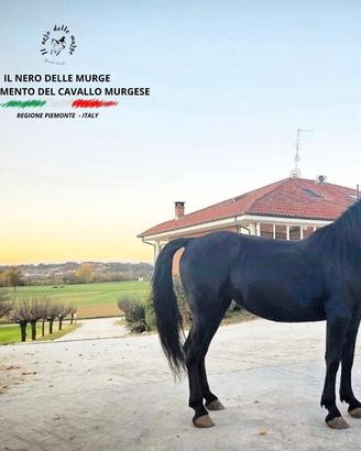 Cavalla murgese