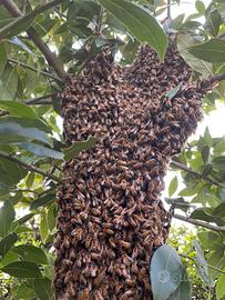 Nucleo sciame d'api forte