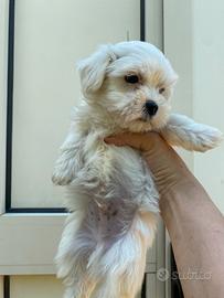 Maltesi toy cuccioli