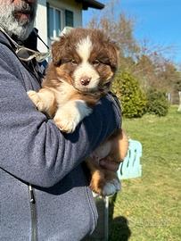 Cuccioli di pastore australiano