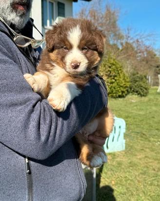 Cuccioli di pastore australiano