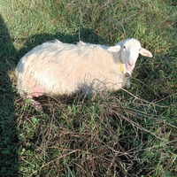 2 pecore disponibili