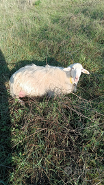 2 pecore disponibili