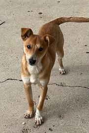 Cucciolo di 7 mesi pincher taglia medio piccola