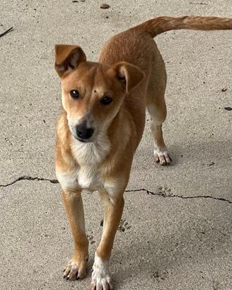 Cucciolo di 7 mesi pincher taglia medio piccola