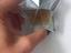 Immagine 2