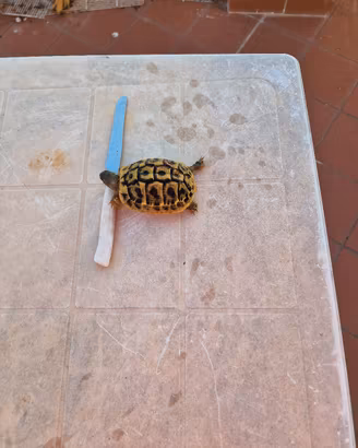 tartaruga hermanni subadulta 