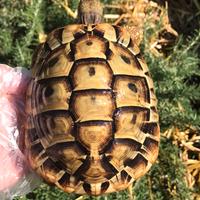 TESTUDO Hermanni Boettgeri