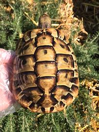 TESTUDO Hermanni Boettgeri