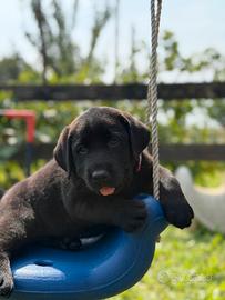 Labrador
