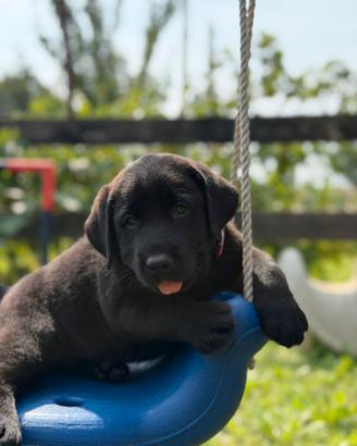 Labrador