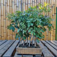 Bonsai Boschetto Orniello Frassino minore 