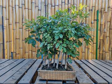 Bonsai Boschetto Orniello Frassino minore 