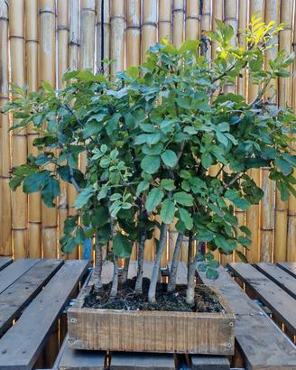 Bonsai Boschetto Orniello Frassino minore 