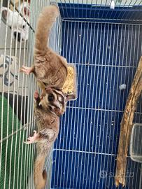 Petauro dello zucchero