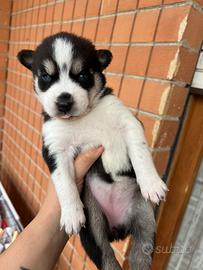 Siberian Husky