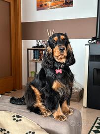 Cocker spaniel per accoppiamento