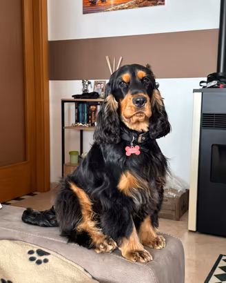 Cocker spaniel per accoppiamento