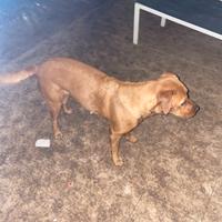 Regalasi Spendida meticcia da compagnia