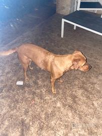 Regalasi Spendida meticcia da compagnia