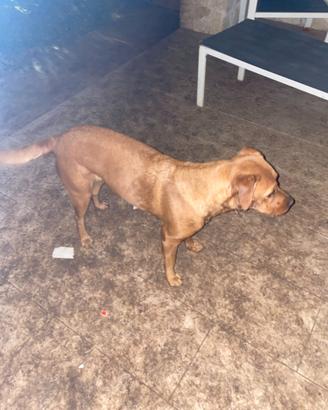 Regalasi Spendida meticcia da compagnia