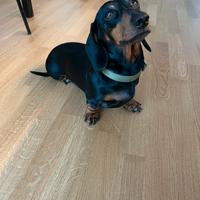 Bassotto per accoppiamento