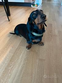 Bassotto per accoppiamento