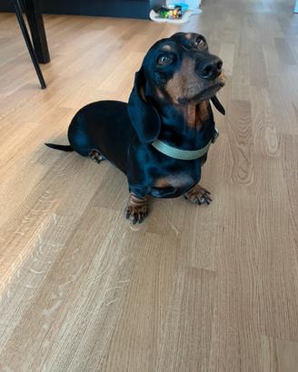 Bassotto per accoppiamento