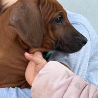 Stupendi cuccioli di razza Rhodesian Ridgeback
